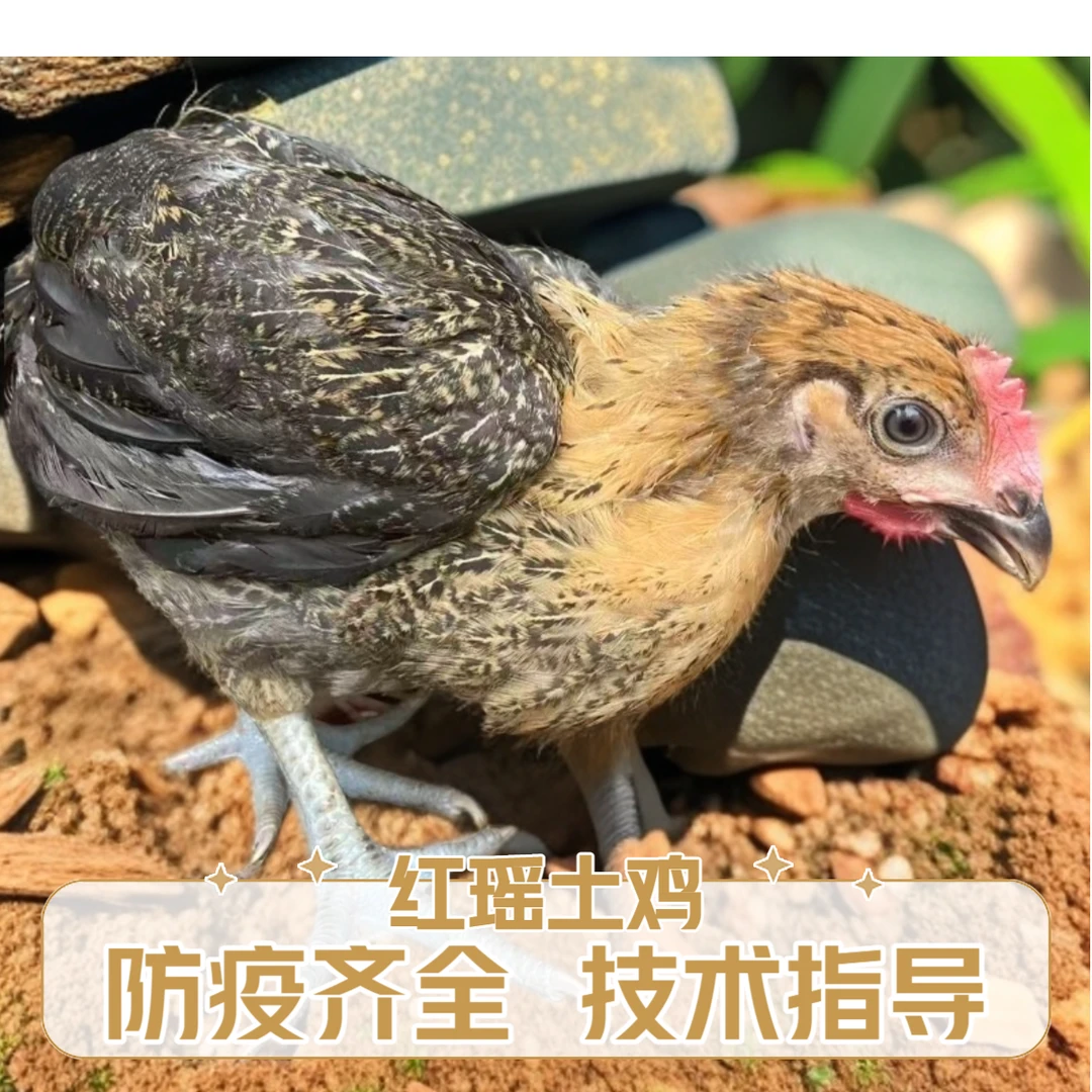 农村散养红瑶鸡土鸡青脚鸡1.5斤左右发货宠物鸡顺丰包邮死亡包赔