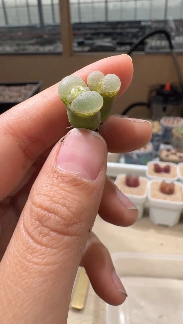 20-115多肉植物肉锥