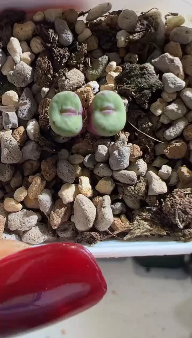 296----------------------------