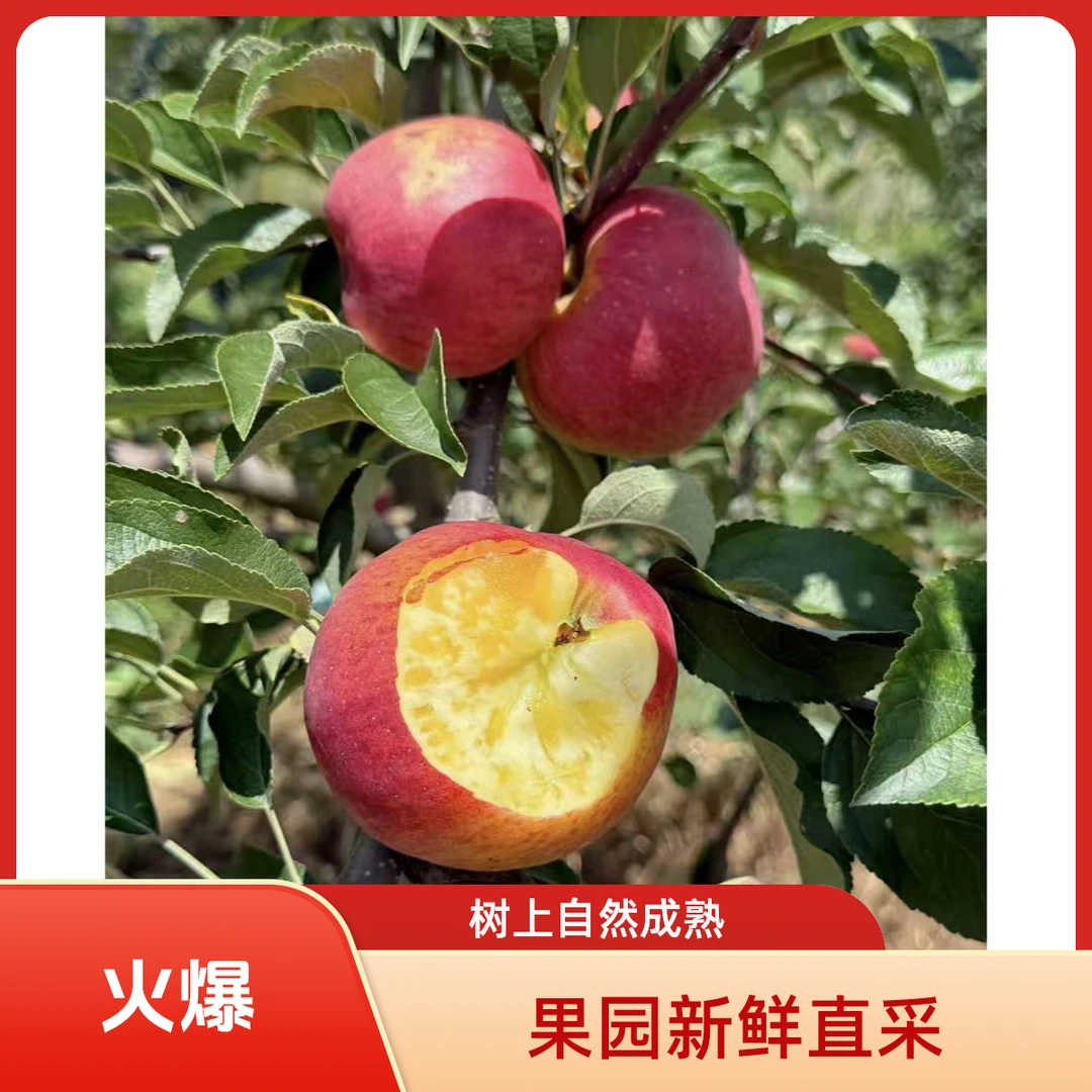 云南昭通冰糖心丑苹果应季水果脆甜多汁