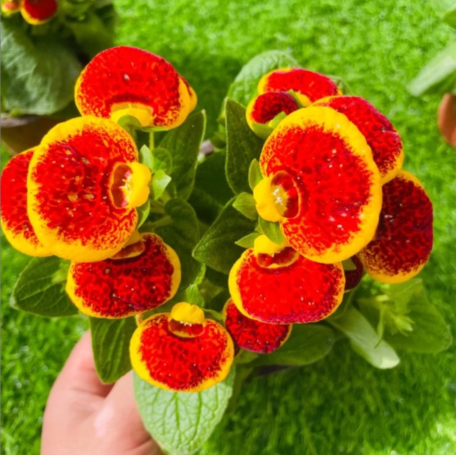 【三盆更划算】【荷包花】【钱袋子】多年生客厅阳台开花机器花苞发货好