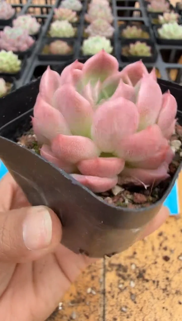 东云多肉园二店-251