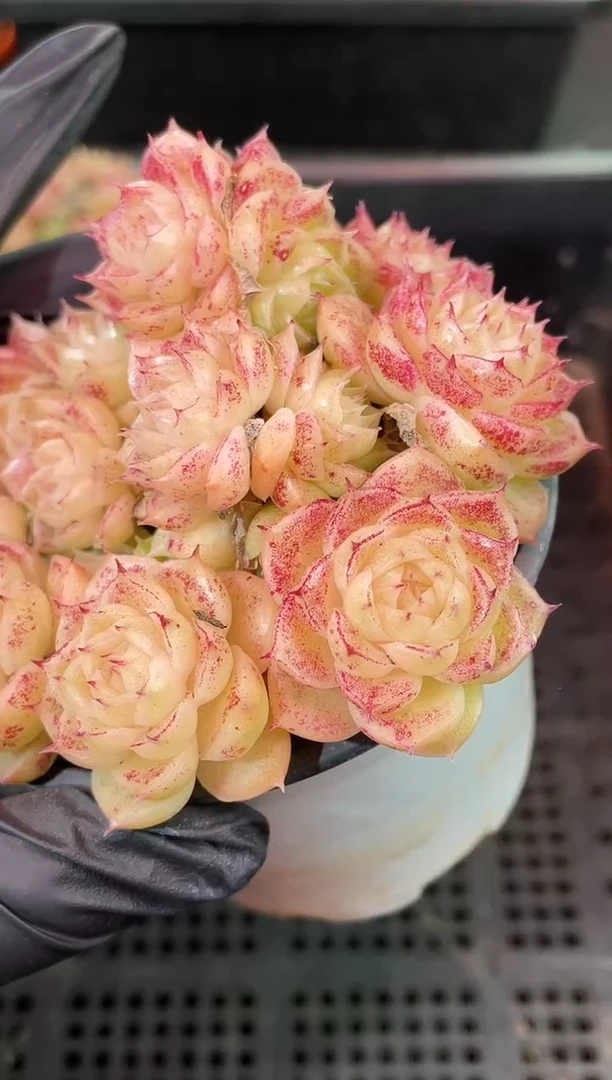 闪购2283  樱花麦秆多肉一颗