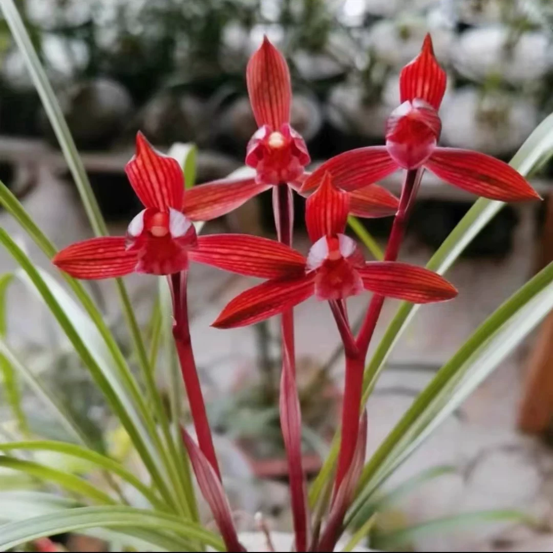 红素带花苞春剑兰花苗正品浓香型室内外好养花卉绿植