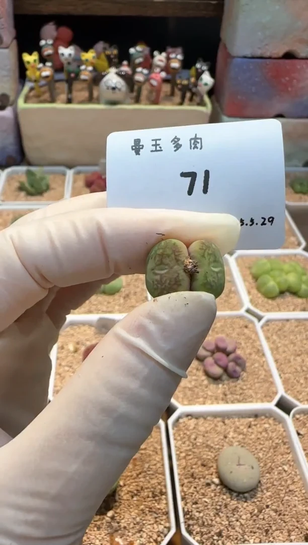 25.5.29-71茜 多肉