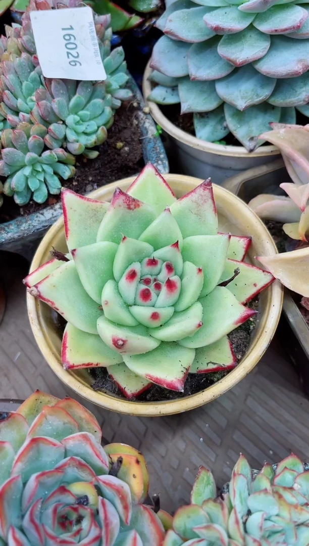 朝**暮16026多肉植物一物一拍