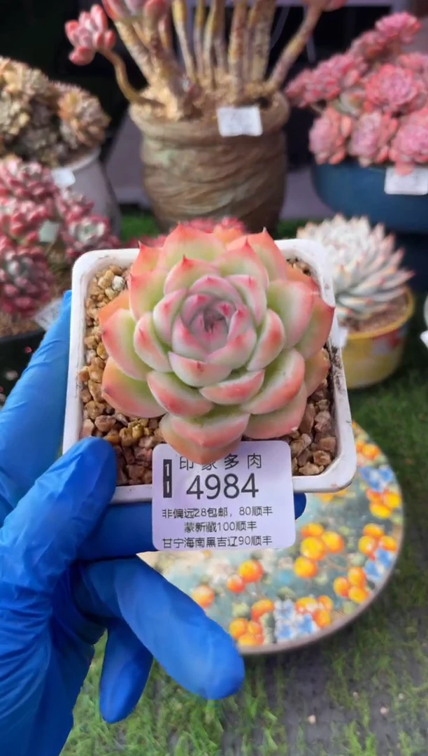 昆明印象多肉4984