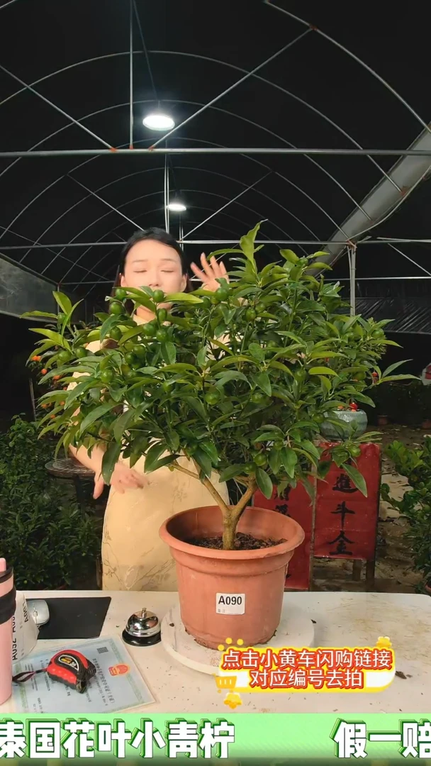 A090号苗脆皮金桔