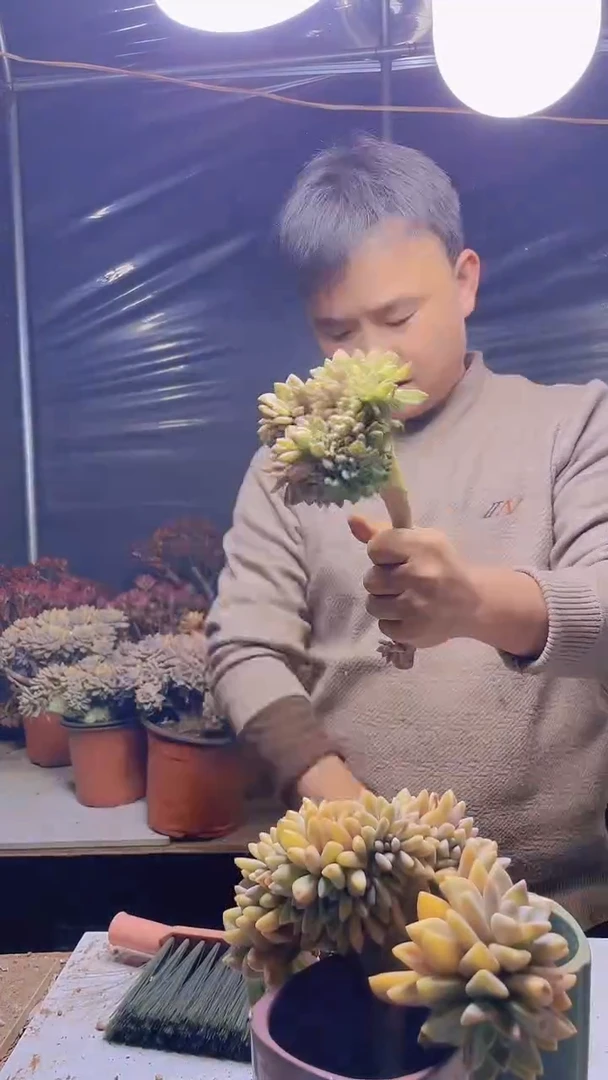 【闪购商品】缀化251