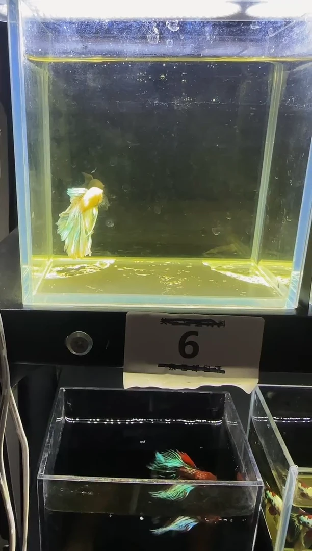 斗鱼直播竞拍链接06