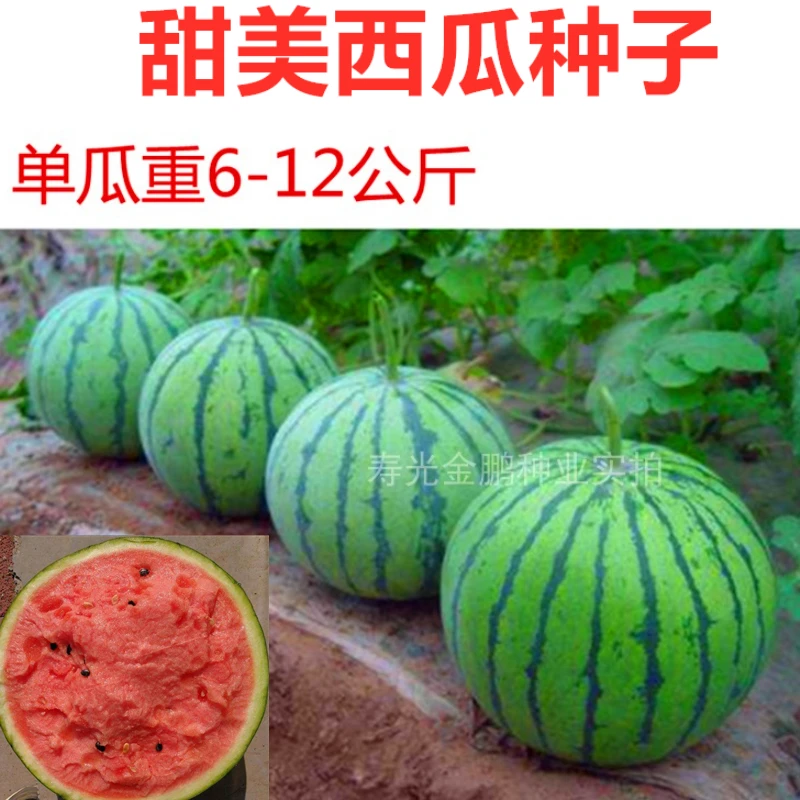 大田西瓜种子  圆形西瓜种籽个头大 甜度高 产量高 口感脆甜