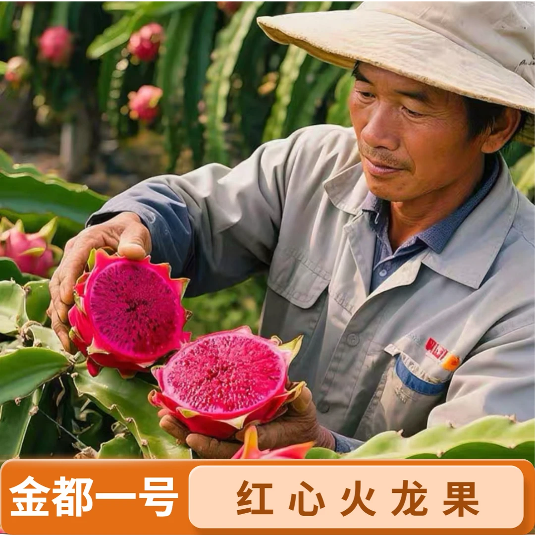 云南西双版纳火龙果