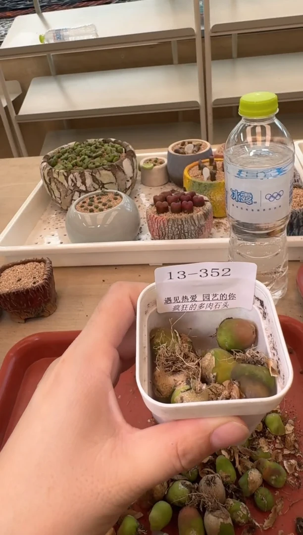 13-352多肉植物肉锥