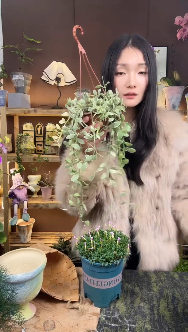 以实际为准愛*C金边粉翠育苗盆346