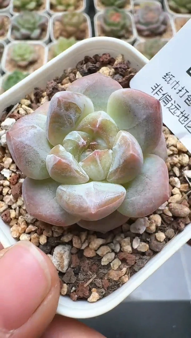 742D云禹多肉植物 带盆土纸巾打包 3颗包邮