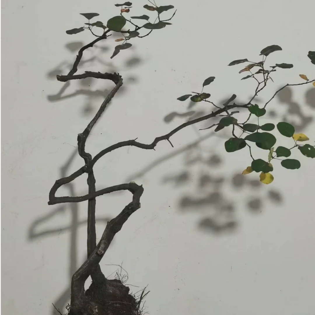 得天独厚太行山红叶黄栌