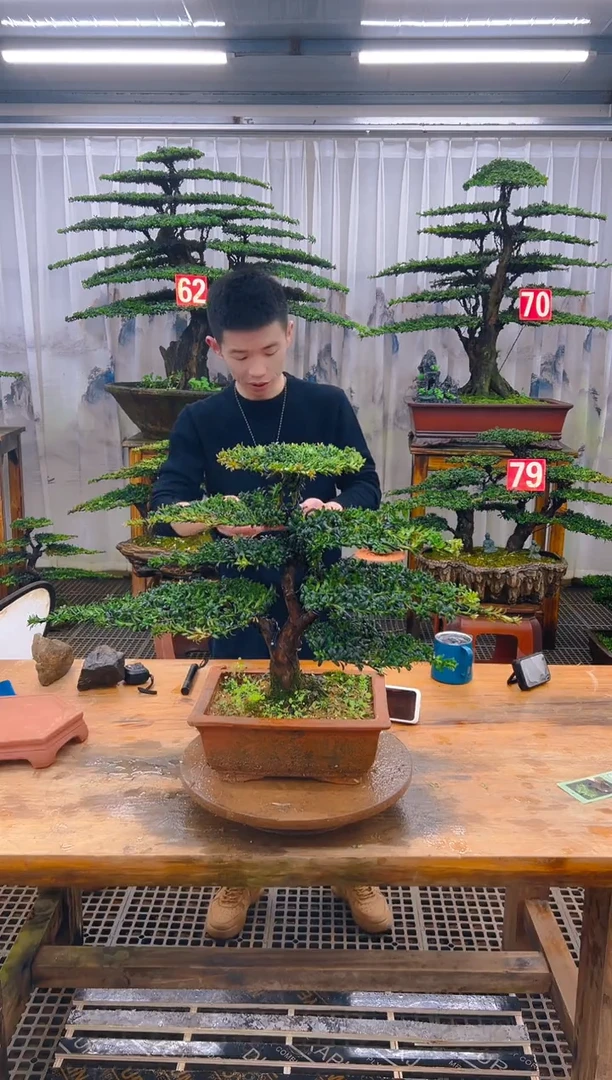 无花朵精品盆景直播间一物一拍