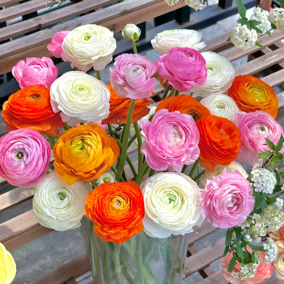 【洋牡丹】云南基地直发