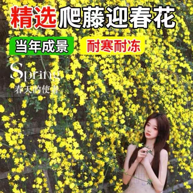 迎春花树苗花卉庭院爬藤植物耐寒花卉南北方种植