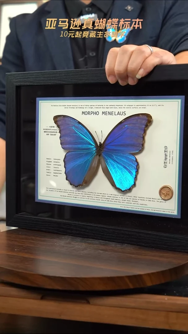 大蓝闪蝶A4设计横版带证书