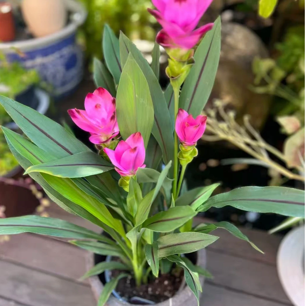 【姜荷花】多花苞花期长好养云南基地直发一单也包邮