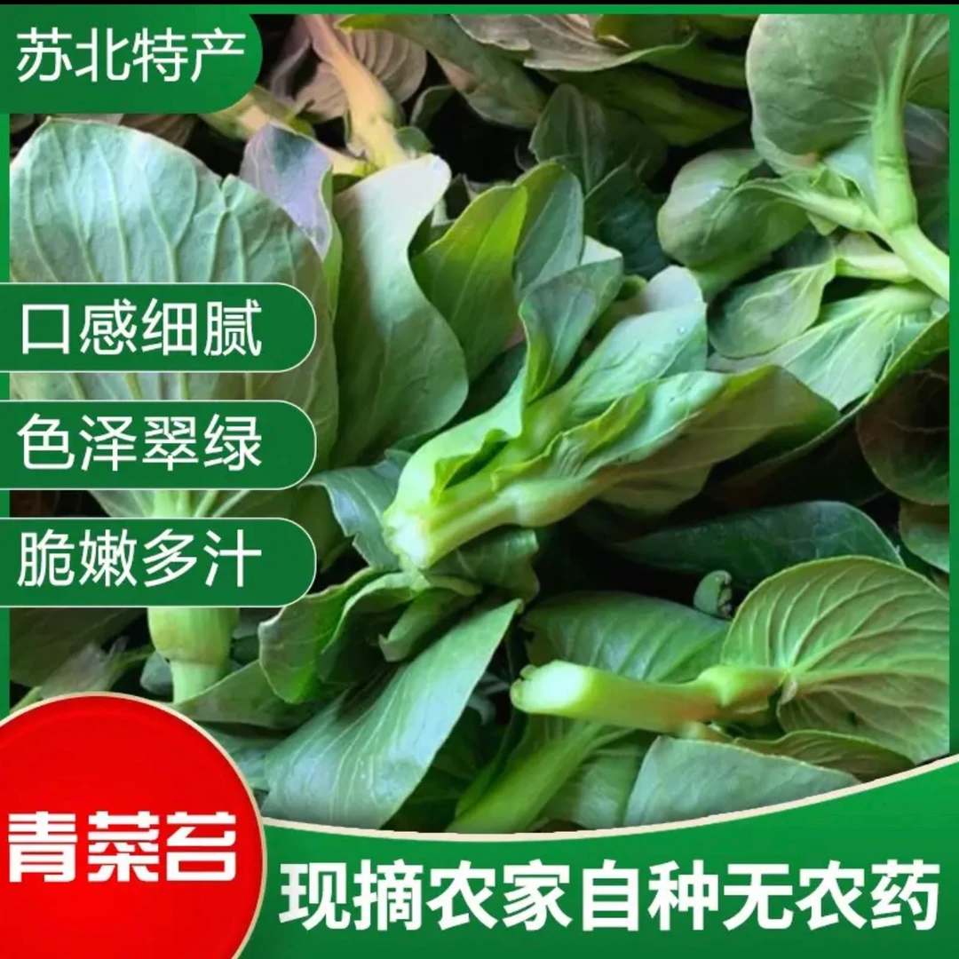 顺丰包邮苏北东台霜打露天菜苔