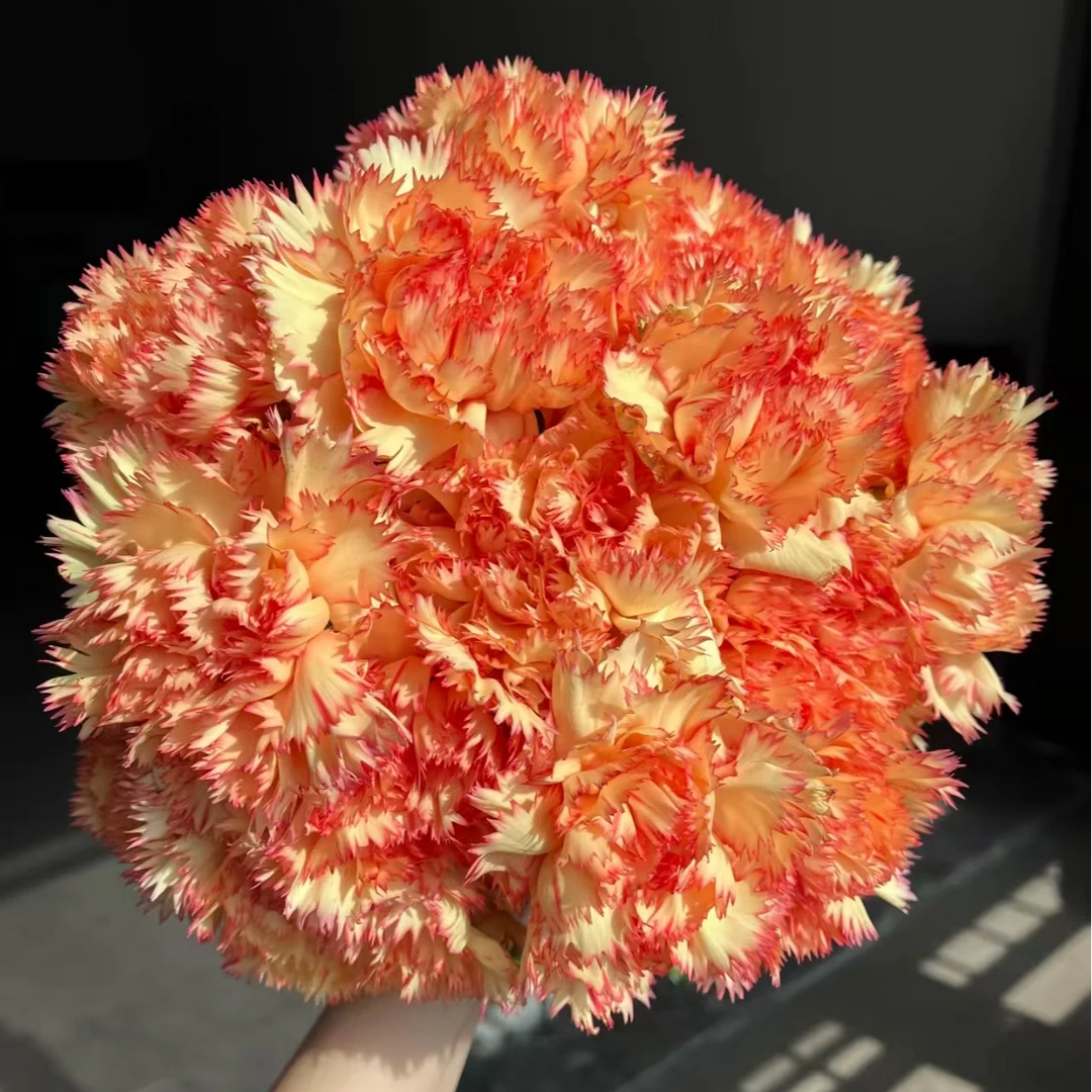 狂欢单头康乃馨水培云南鲜花基地直发