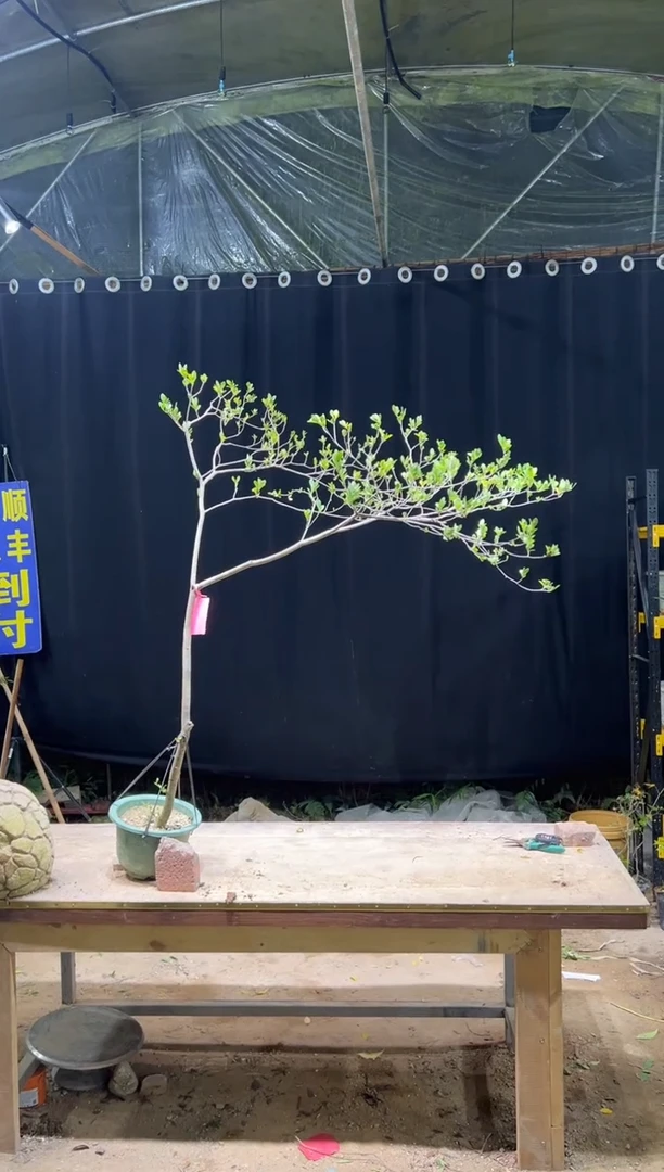 当前无花朵，栽培后可花朵用****2海岛栀子花