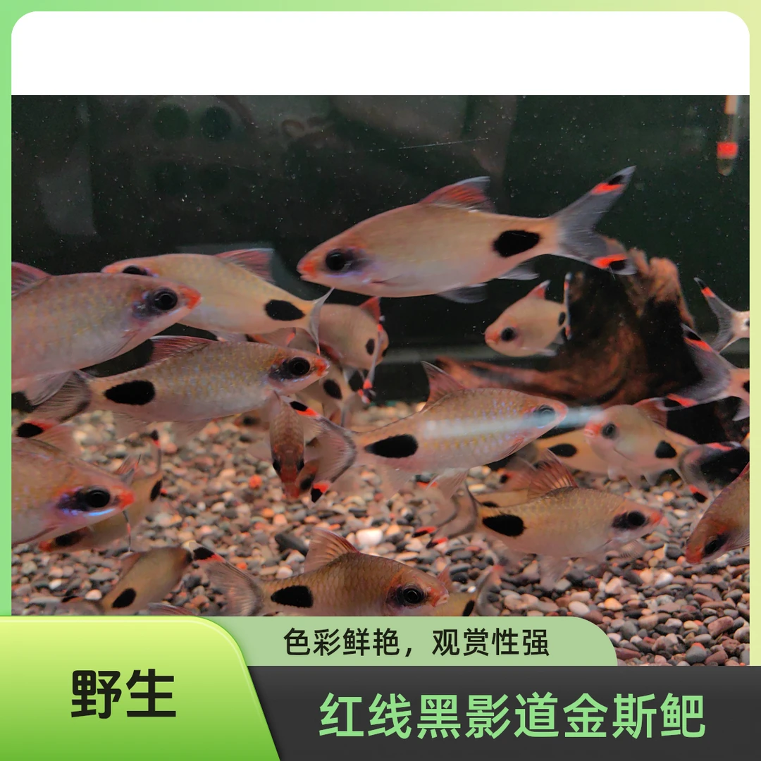 观赏鱼活体 印度野红线黑影道金斯鲃