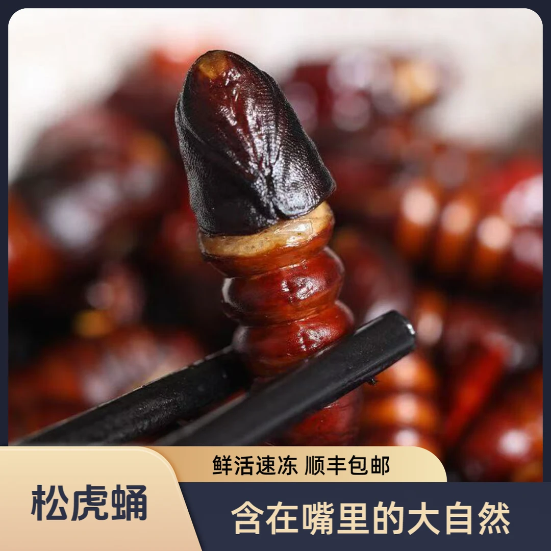 松虎蛹特产松虎蛹干净肉质鲜嫩速冻松树坚蛹顺丰包邮冷冻