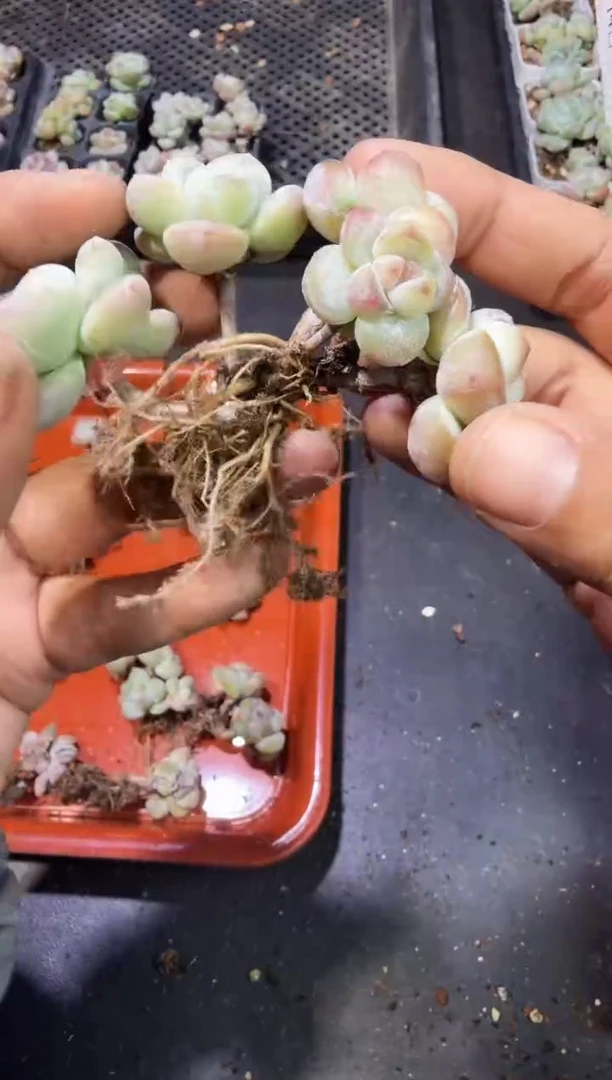 162号江北多肉-到手（）棵