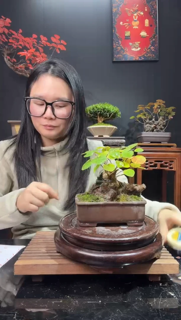 完全开放黄栌0000