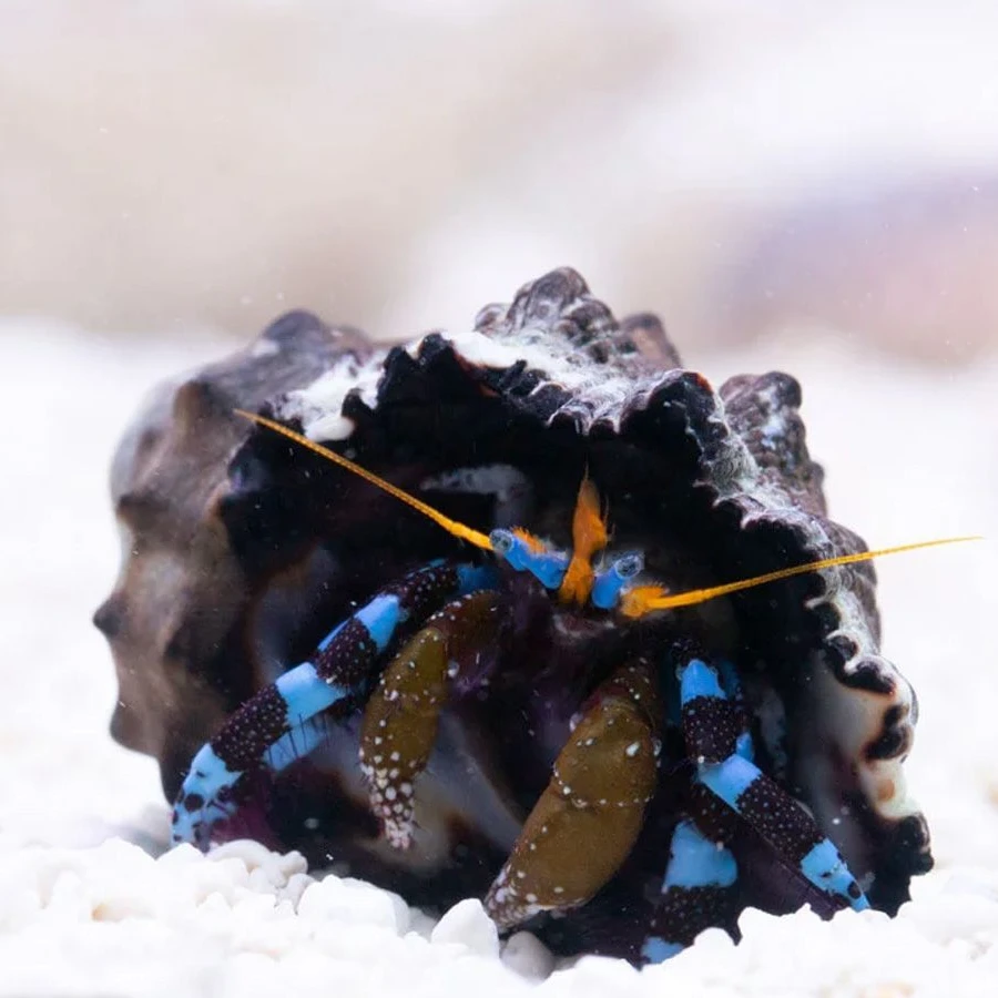 海水观赏鱼 蓝脚寄居蟹
