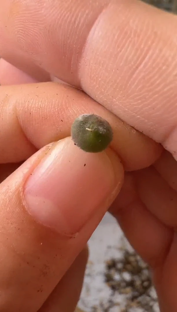 30-391多肉植物肉锥