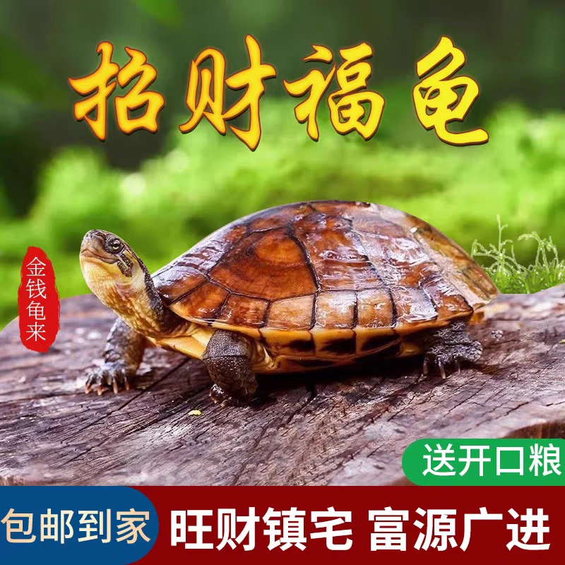招财旺宅 金钱龟南石金钱龟宠物观赏龟风水龟长寿小乌龟活物乌龟