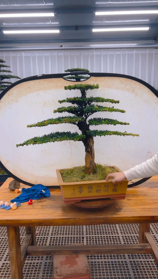 【闪购商品】紫砂精品盆景直播间一物一拍