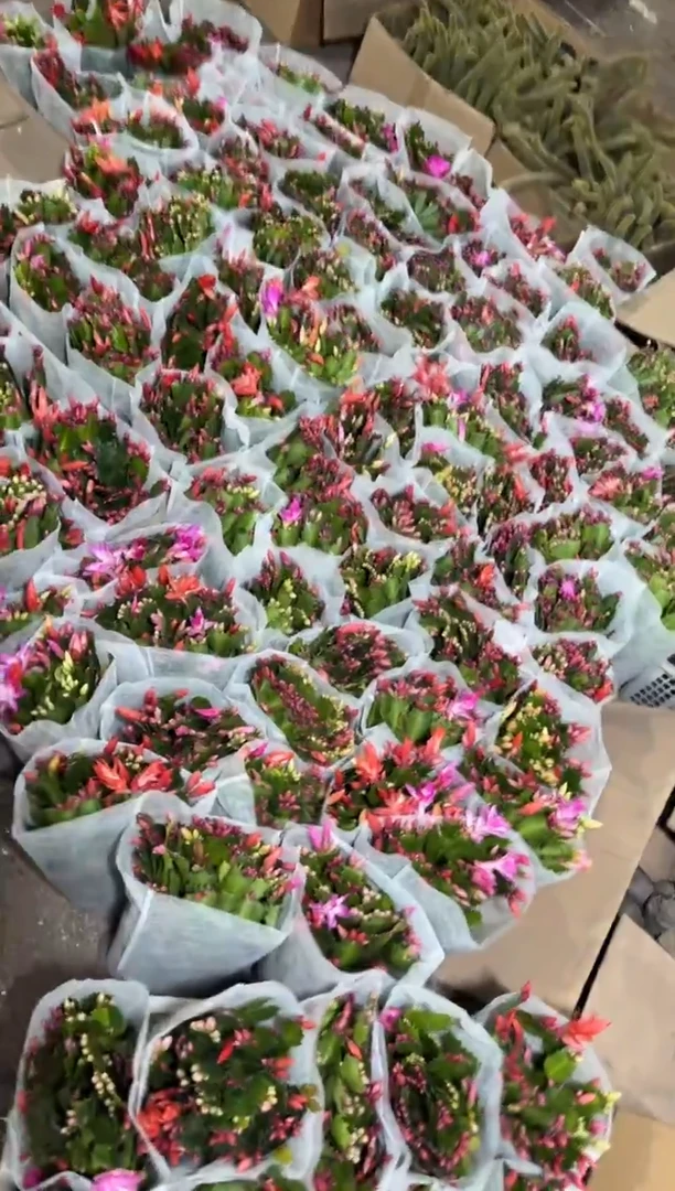 【带盆土】蟹爪兰【带花苞】