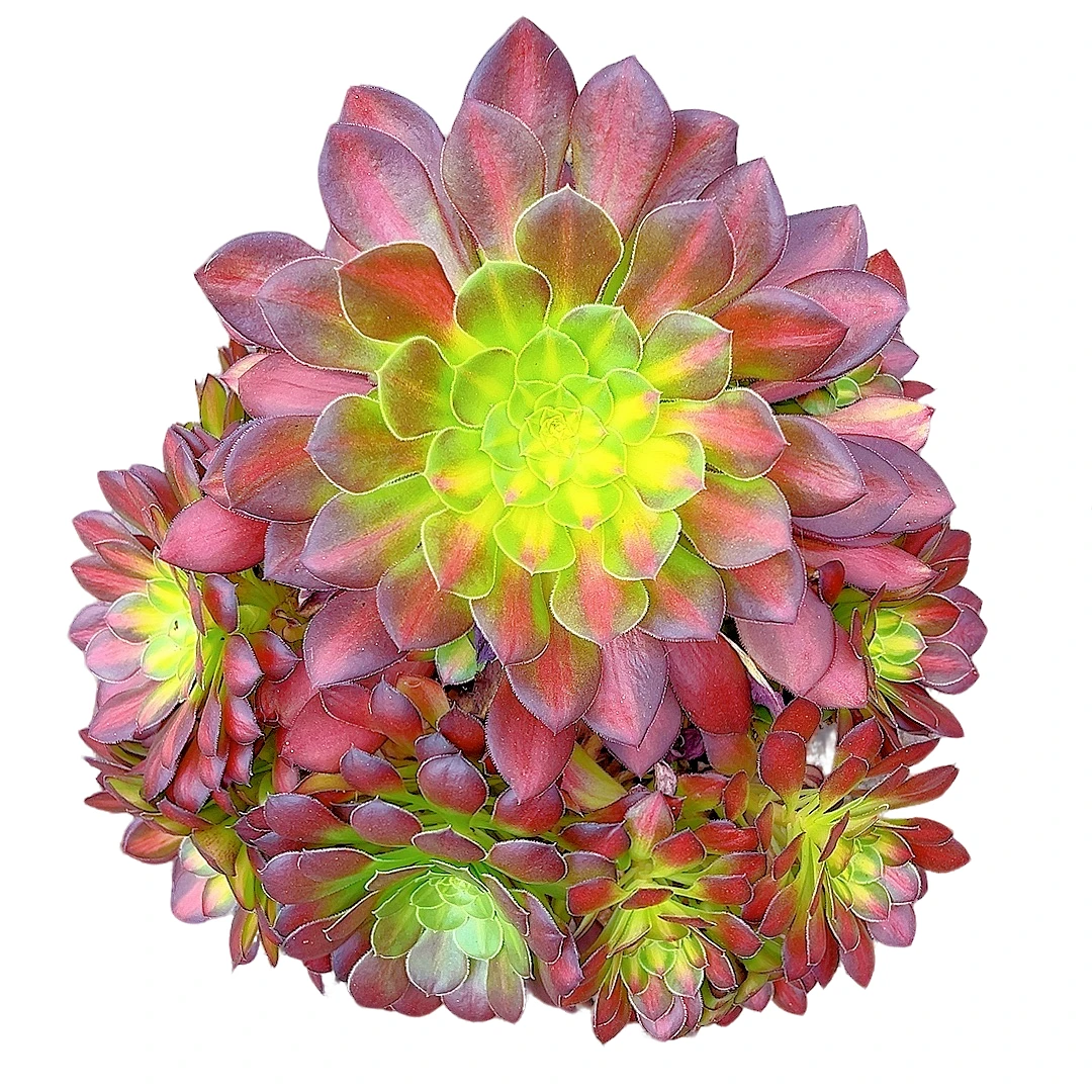 【童颜法师 一单包邮】星花怒放阳台露台办公绿植多肉栽种养护四季