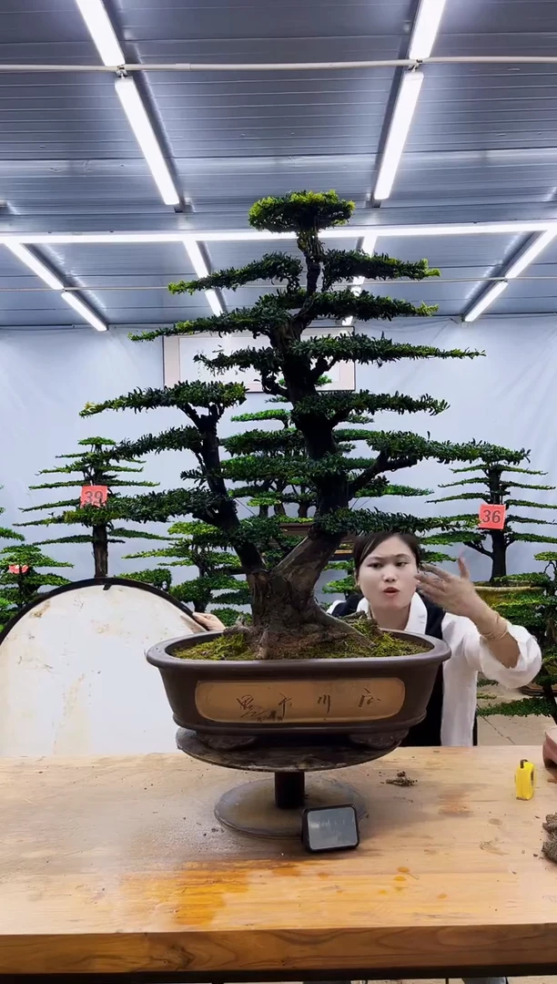 无花朵一物一拍，所见即所得