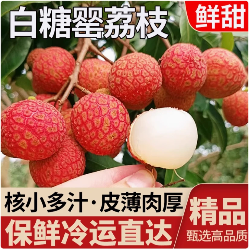 【白糖罂】新鲜荔枝荔枝现摘现发鲜荔枝当季大水果果王5斤