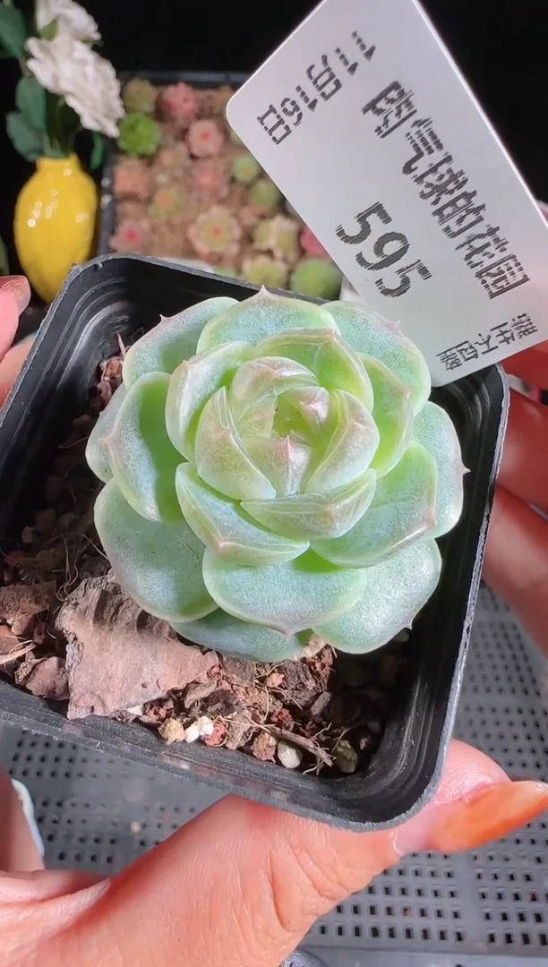 1116-595bl-8群生不包整