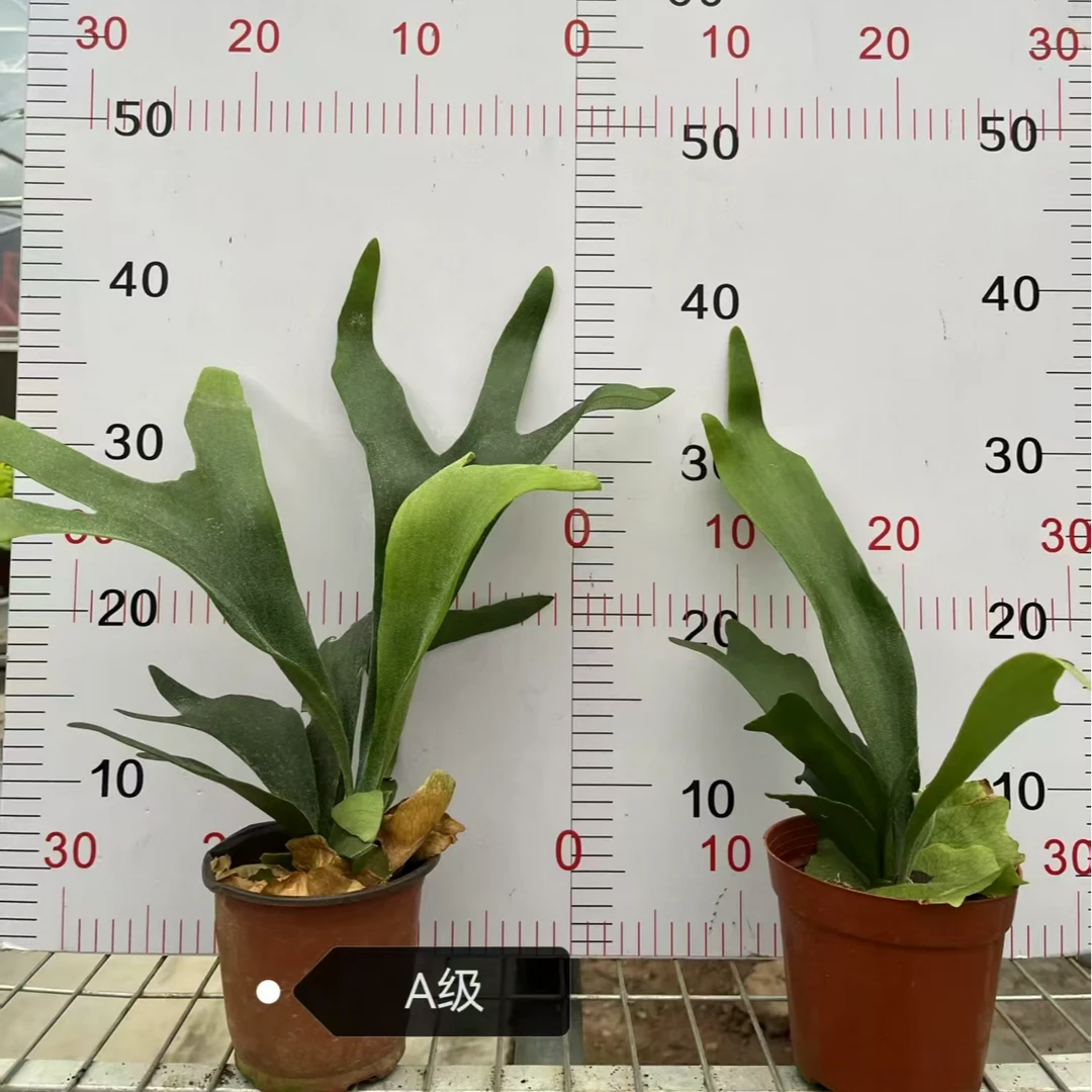 鹿角蕨二岐鹿角蕨挂墙绿植苔藓蕨类植物盆栽水培垂吊壁挂