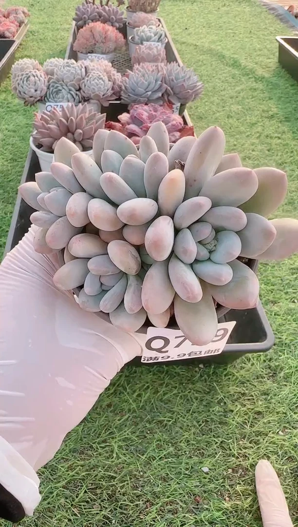 【闪购商品】梦会多肉一物一拍