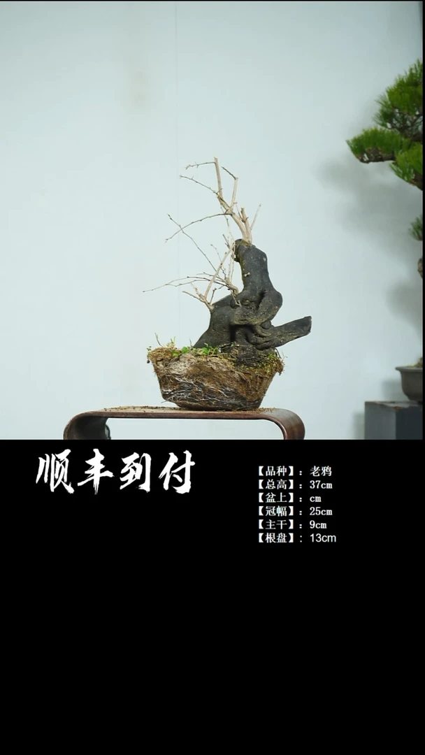 【闪购商品】1v136老鸦bubaoyou