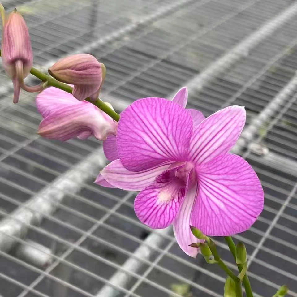 【粉蝶】带条纹石斛带花剑花苞栽好养易活适合客厅办公室阳台卧室