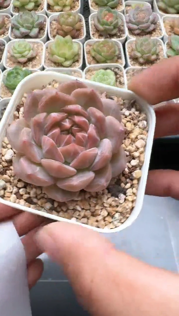 695D云禹多肉植物 带盆土纸巾打包 3颗包邮