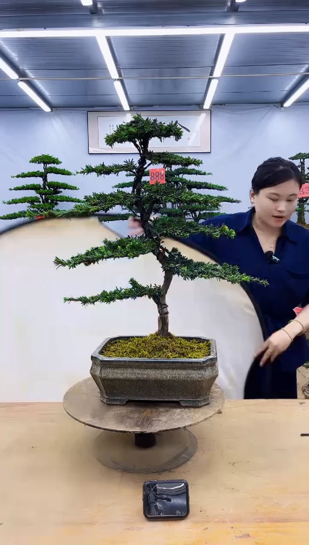 无花朵一物一拍，所见即所得