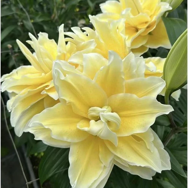 新品【路德维纳】15/17周长球1棵稀少品系重瓣香水百合阳台庭院种