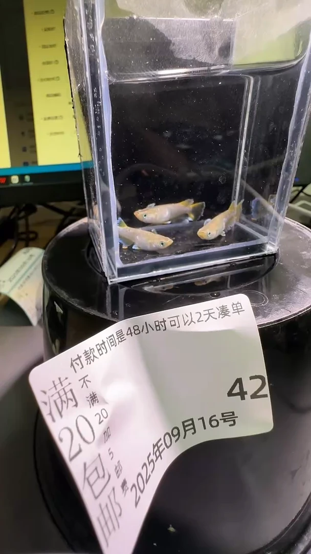 青鳉鱼观背青鳉观背青鳉42