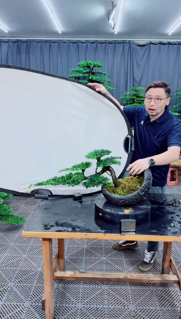 无花朵罗汉松盆景..